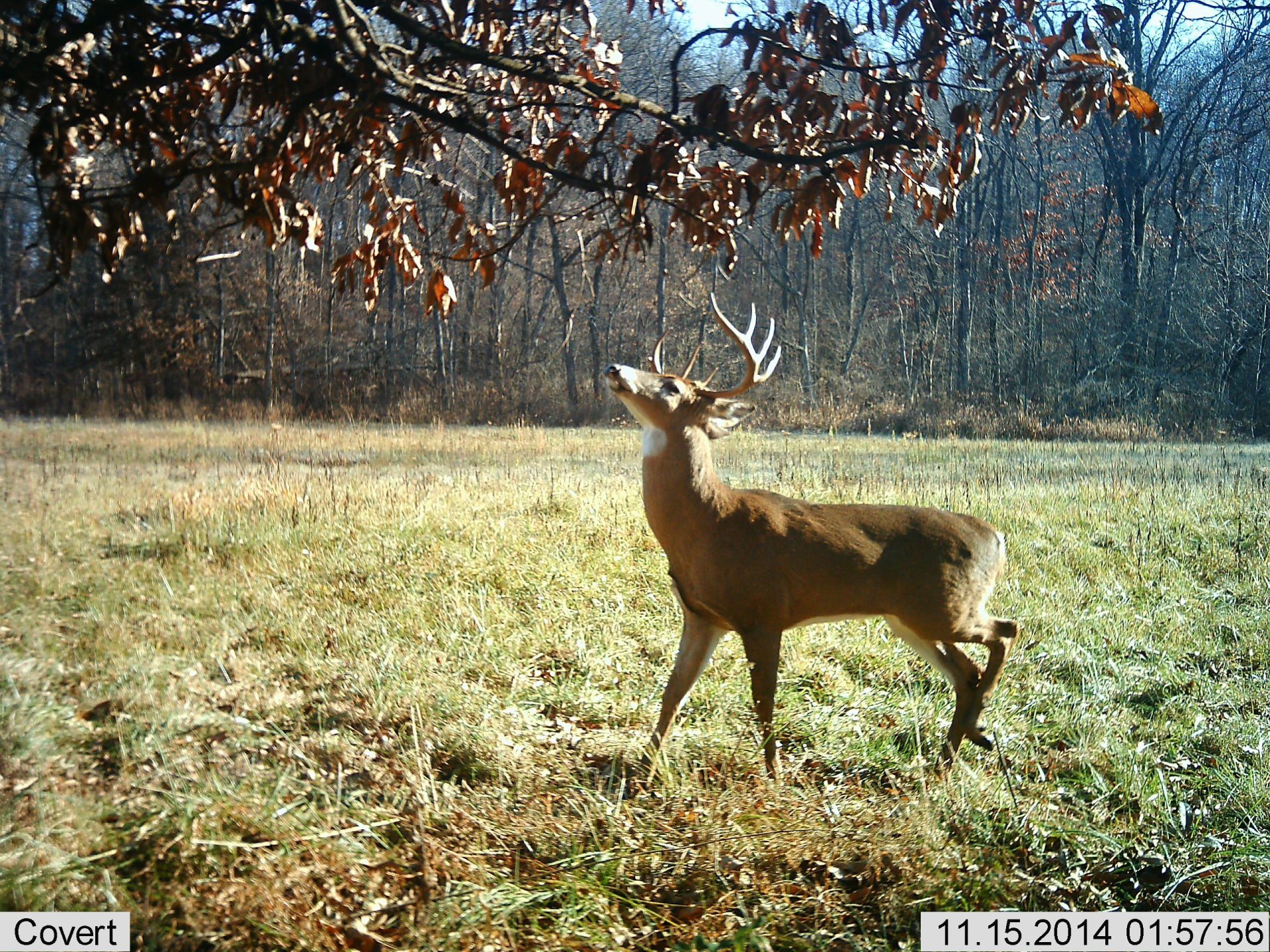 PHOTO GALLERY Ohio Whitetail Deer Hunting Outfitter