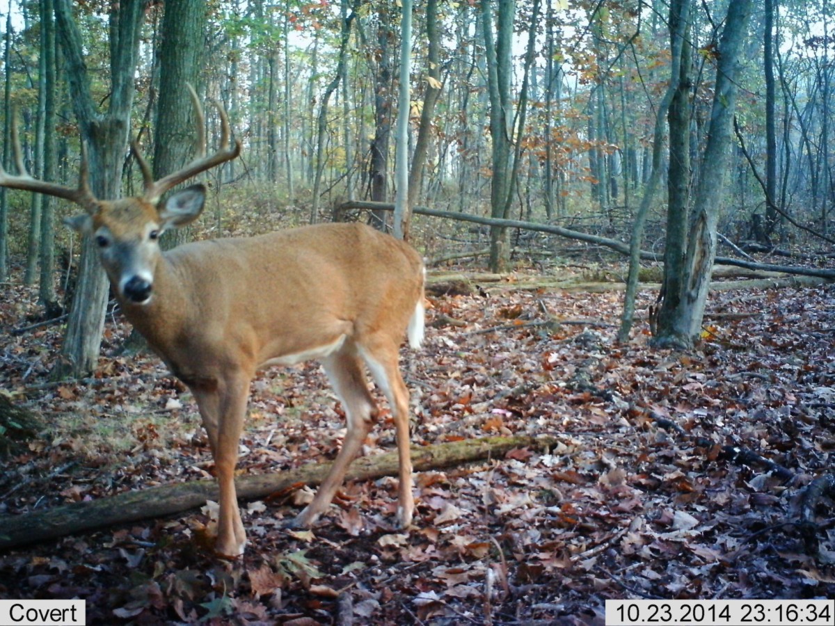 PHOTO GALLERY Ohio Whitetail Deer Hunting Outfitter