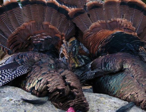 turkey hunting in ohio